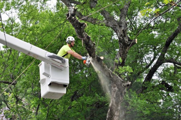 Hilo Tree Trimming
