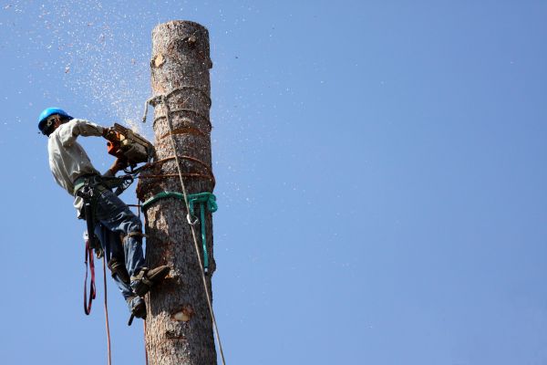 Hilo Tree Removal