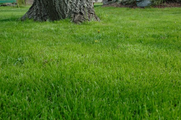 Hilo Lawn Treatment